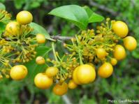 Ripe fruits of Canthium armatum. Photo Geoff Nichols