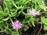 Delosperma zoutpansbergense in flower in habitat 