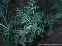 Cineraria cyanomontana. Photo Glynis Goodman-Cron