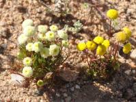 Cotula barbata, white-flowered and yellow-flowered forms co-occuring. Photo Anthony Magee