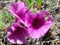 Ipomoea oblongata 