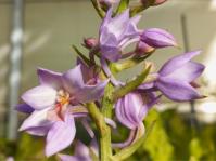 Calanthe sylvatica 