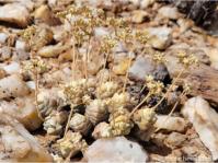 Crassula deceptor in flower in habitat. Photo Ismail Ebrahim