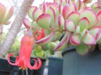 Cotyledon woodii subsp. cremnophila 