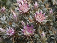Macledium spinosum 