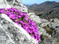 Esterhuysenia inclaudens in habitat. Photo Nick Helme