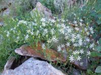 Bowiea gariepensis in full flower, growing on a rocky scree 