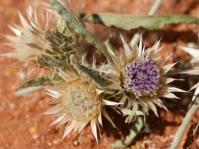 Dicoma capensis flowerheads. Photo Marinda Koekemoer
