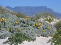 Didelta carnosa var. tomentosa growing in its dune habitat against the backdrop of the majestic Table Mountain