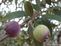 Syzygium legatii in fruit. Photo Geoff Nichols