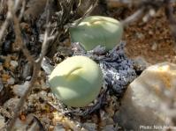 Conophytum pageae. Photo Nick Helme
