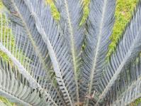 Encephalartos hirsutus 