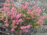Erica curtophylla. Photo Jenny Potgieter
