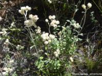 Helichrysum pandurifolium