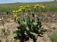 Senecio coronatus 