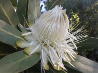 Protea comptonii 