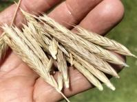 Secale africanum, African Rye