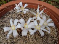 Gethyllis afra as a container subject