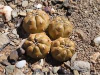 Euphorbia pseudoglobosa