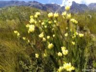 Aulax pallasia male plant