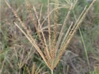 Chloris gayana spikelet