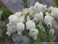 Erica calcareophila 