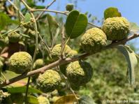Maclura africana fruits