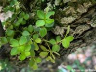 Peperomia tetraphylla
