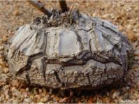 Dioscorea sylvatica caudex