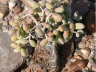 Portulacaria pygmaea 