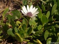 Dimorphotheca fruticosa growing on the KwaZulu-Natal coast. Photo Geoff Nichols
