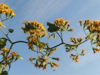 Senecio deltoideus has a distinct zigzag branching pattern 
