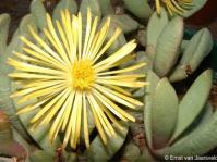 Carruanthus peersii in flower in cultivation