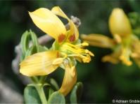 Roepera flexuosa 