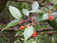 Pterocelastrus rostratus 