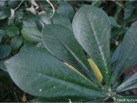 Euphorbia cupularis leaves.  Photo Geoff Nichols