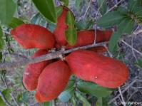 Ripe fruit of Hexalobus monopetalus 
