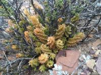 Astroloba spirella in a nurse plant east of Ladismith