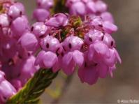Erica cubica