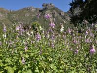 Sesamum trilobum growing in Kirstenbosch
