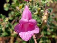 Sesamum saxicola 