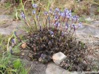 A clump of Merwilla plumbea subsp. kraussii in flower