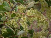 Searsia tomentosa, male flowers.