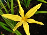 Star-shaped flower