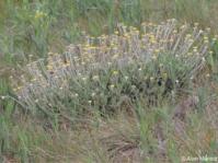 Helichrysum drakensbergense 