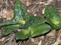 Ledebouria humifusa 