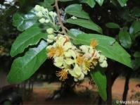 Grewia microthyrsa 