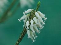 Erica heliophila 