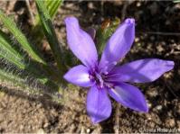 Babiana montana 