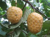 Ripe fruit of Annona senegalensis